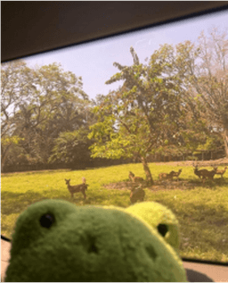 Ayşe Kalkışım avatar