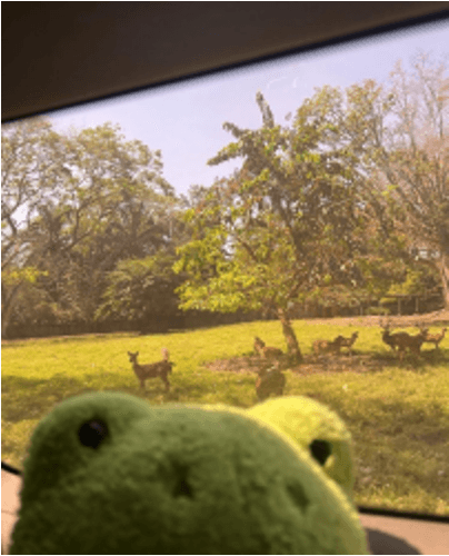 Ayşe Kalkışım avatar